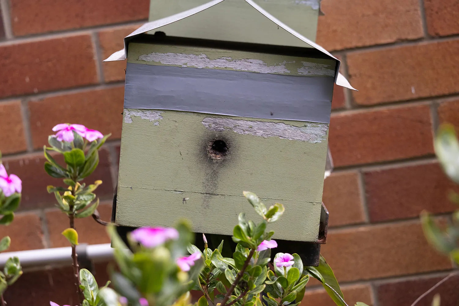 Small Bees, Big Job: Australia's Native Pollinators in the Macadamia Orchard