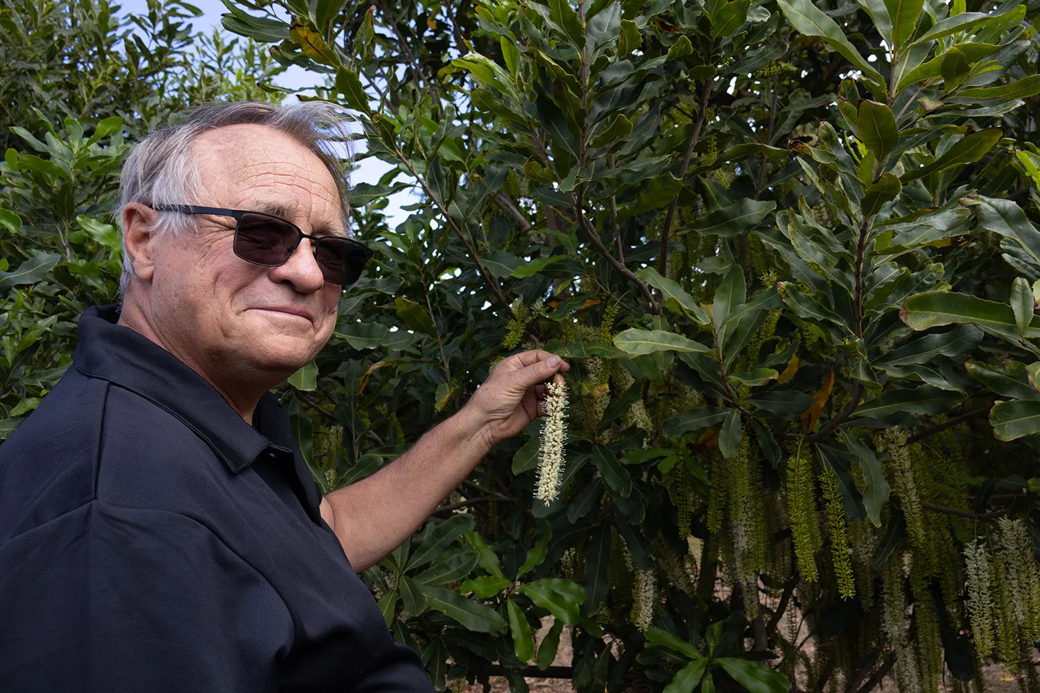 From Flower to Macadamia: Spring in the Bundaberg Orchards