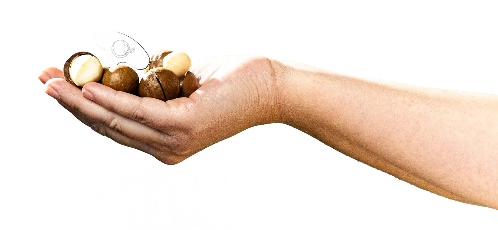 Golden Crunch Macadamias